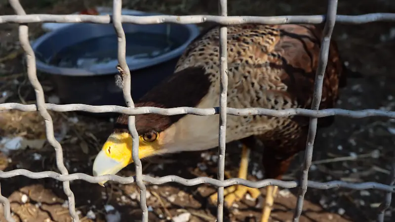 BRIGADA DE VIGILANCIA ANIMAL 6